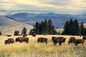 Bison on hillside overlooking valley